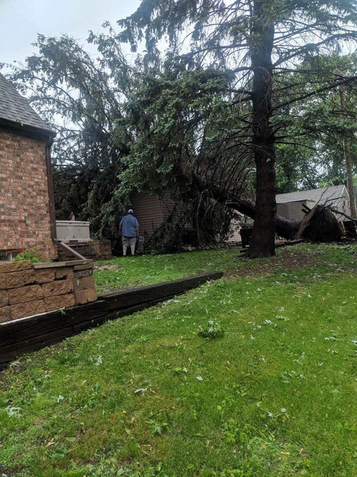 Uprooted tree